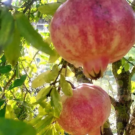 Casa de Férias Promozione - Casa Katia Alghero